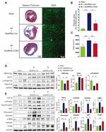 Periostin Antibody in Western Blot (WB)