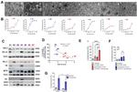 ErbB2 (HER-2) Antibody in Western Blot (WB)