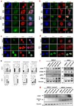 IFN beta Antibody in Western Blot (WB)