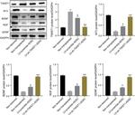 NGF Antibody in Western Blot (WB)