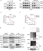 EPLIN Antibody in Western Blot (WB)