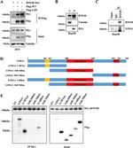 EPLIN Antibody in Western Blot (WB)