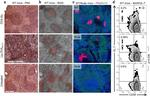 CD38 Antibody in Flow Cytometry (Flow)