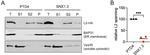 BAP31 Antibody in Western Blot (WB)