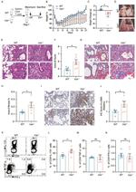 VISTA Antibody in Flow Cytometry (Flow)