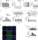 DUOX1 Antibody in Western Blot (WB)