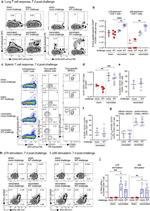 CD44 Antibody in Flow Cytometry (Flow)