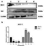 Bcl-2 Antibody in Western Blot (WB)