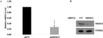 MED12 Antibody in Western Blot (WB)