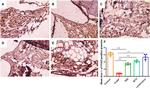FADD Antibody in Immunohistochemistry (PFA fixed) (IHC (PFA))