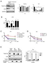 Phospho-Tau (Thr212) Antibody in Western Blot (WB)