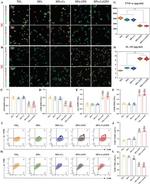 CD86 (B7-2) Antibody in Flow Cytometry (Flow)
