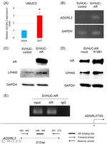LPHN3 Antibody in Western Blot (WB)