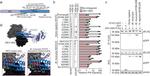 STAT2 Antibody in Western Blot (WB)