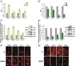 TNFR1 Polyclonal Antibody