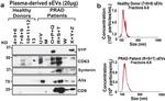 Synaptophysin Antibody in Western Blot (WB)