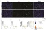 CD25 Antibody in Flow Cytometry (Flow)
