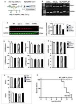 VCP Antibody in Western Blot (WB)