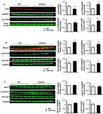 VCP Antibody in Western Blot (WB)