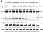 TGF beta-1 Antibody in Western Blot (WB)