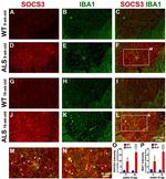 IBA1 Antibody in Immunohistochemistry (PFA fixed) (IHC (PFA))