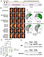 NQO1 Antibody in Western Blot (WB)