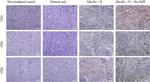 CD4 Antibody in Immunohistochemistry (PFA fixed) (IHC (PFA))