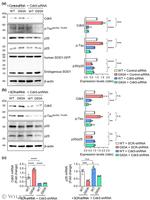 SOD1 Antibody in Western Blot (WB)