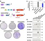 TrkB Antibody in Western Blot (WB)