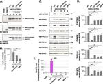 TrkB Antibody in Western Blot, Immunoprecipitation (WB, IP)