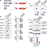 TrkB Antibody in Western Blot, Immunoprecipitation (WB, IP)