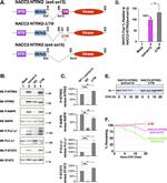 TrkB Antibody in Western Blot (WB)