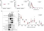 CD9 Antibody in Western Blot (WB)