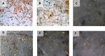 VEGF Antibody in Immunohistochemistry (PFA fixed) (IHC (PFA))