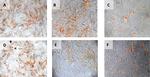 SCF Antibody in Immunohistochemistry (PFA fixed) (IHC (PFA))