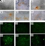 OCT4 Antibody in Immunohistochemistry (PFA fixed) (IHC (PFA))