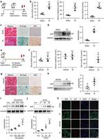 AHR Antibody in Western Blot, Immunohistochemistry (PFA fixed) (WB, IHC (PFA))
