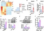 RAB31 Antibody in Western Blot (WB)