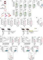 Osteopontin Antibody in Flow Cytometry (Flow)