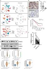 FAM83A Antibody in Immunohistochemistry (Paraffin) (IHC (P))
