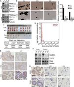FAM83A Antibody in Immunohistochemistry (Paraffin) (IHC (P))