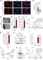 CD24 Antibody in Flow Cytometry (Flow)