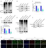 PGP9.5 Antibody in Western Blot (WB)