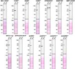 Syk Antibody in Western Blot (WB)