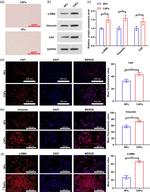 FAP Antibody in Western Blot (WB)