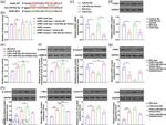 AXIN1 Antibody in Western Blot (WB)