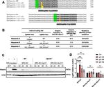 Viperin Antibody in Western Blot (WB)