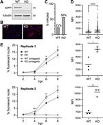 Zyxin Antibody in Western Blot (WB)