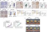 VEGF Receptor 1 Antibody in Immunohistochemistry (Paraffin) (IHC (P))
