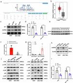 Aurora B Antibody in Western Blot (WB)